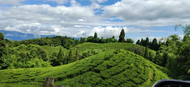 Darjeeling tea gardens